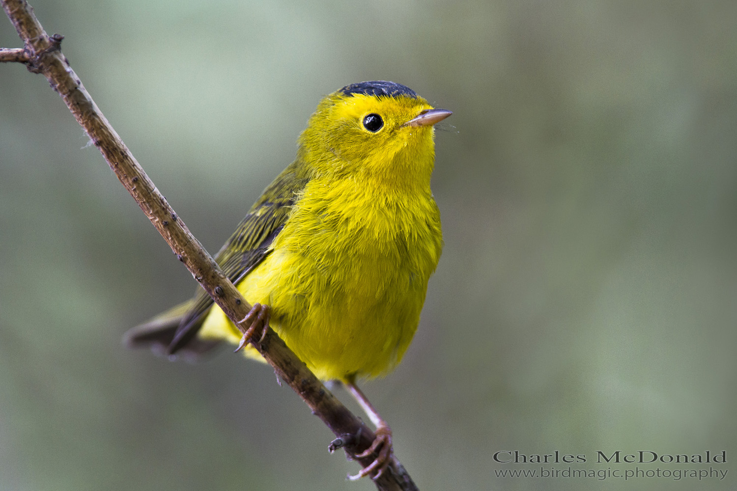 Wilson's Warbler