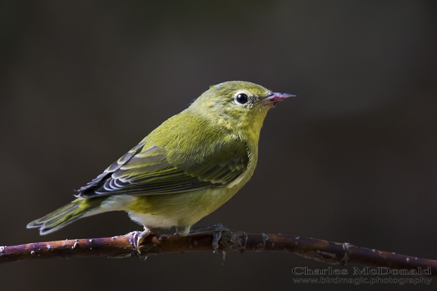 Tennessee Warbler