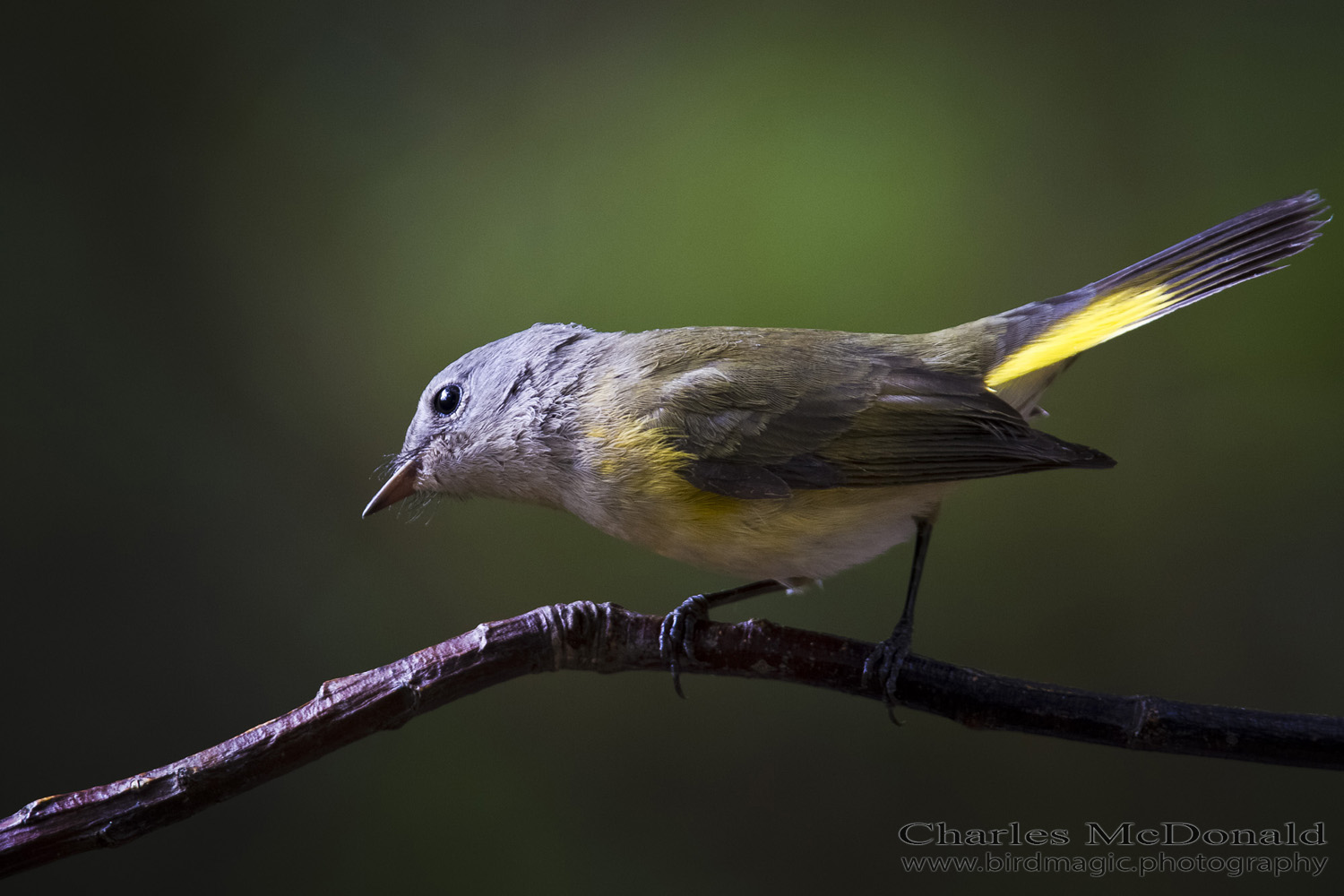 American Redstart