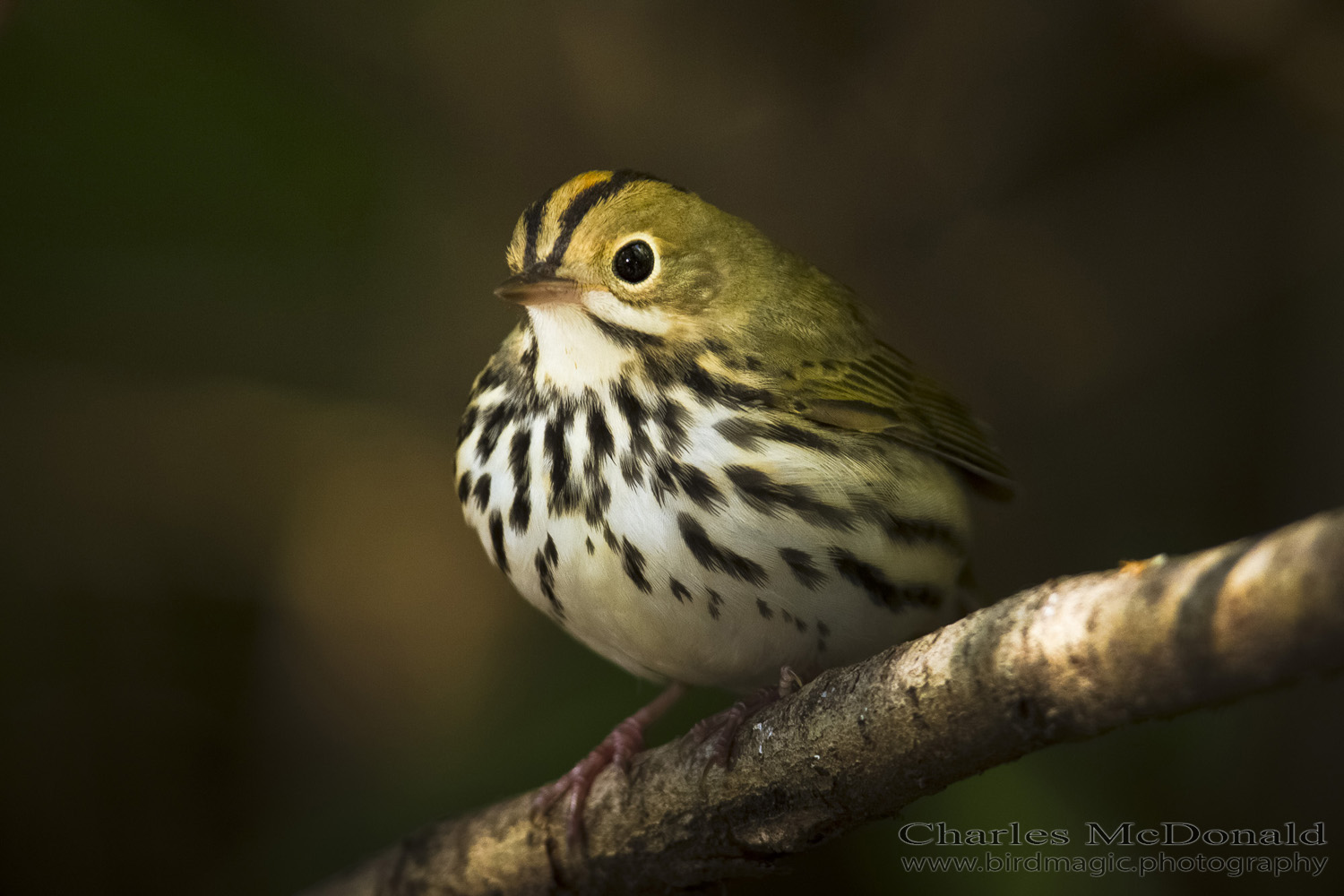 Ovenbird