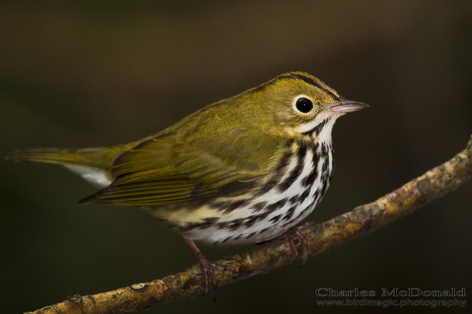 Ovenbird