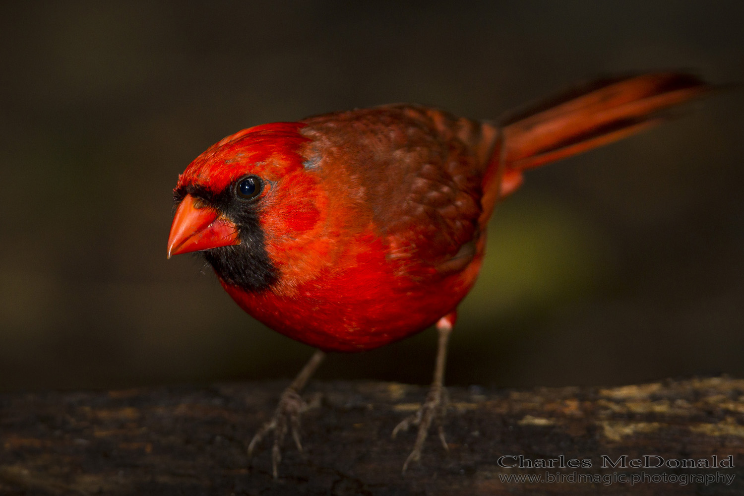 Northern Cardinal