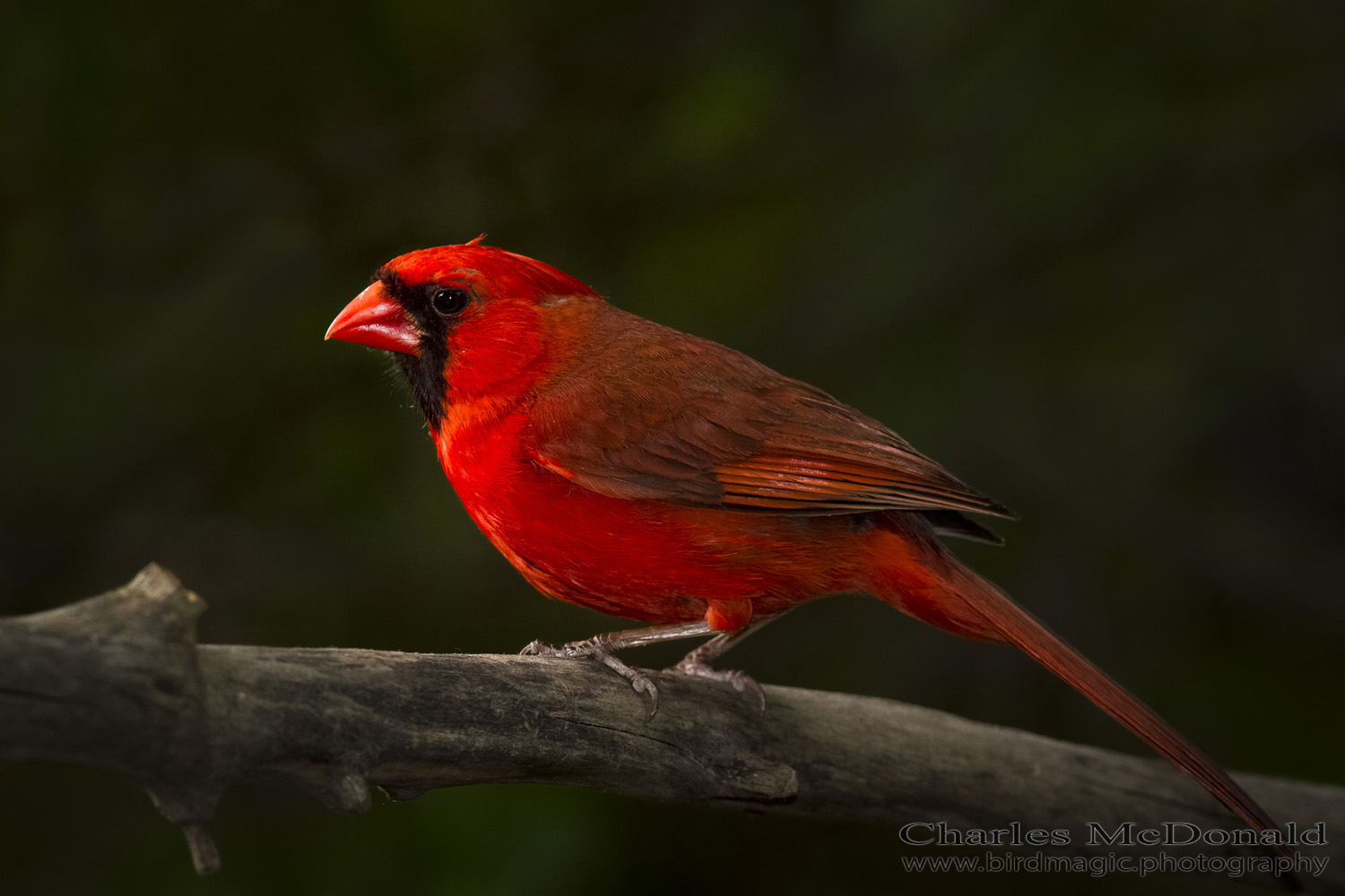 Northern Cardinal