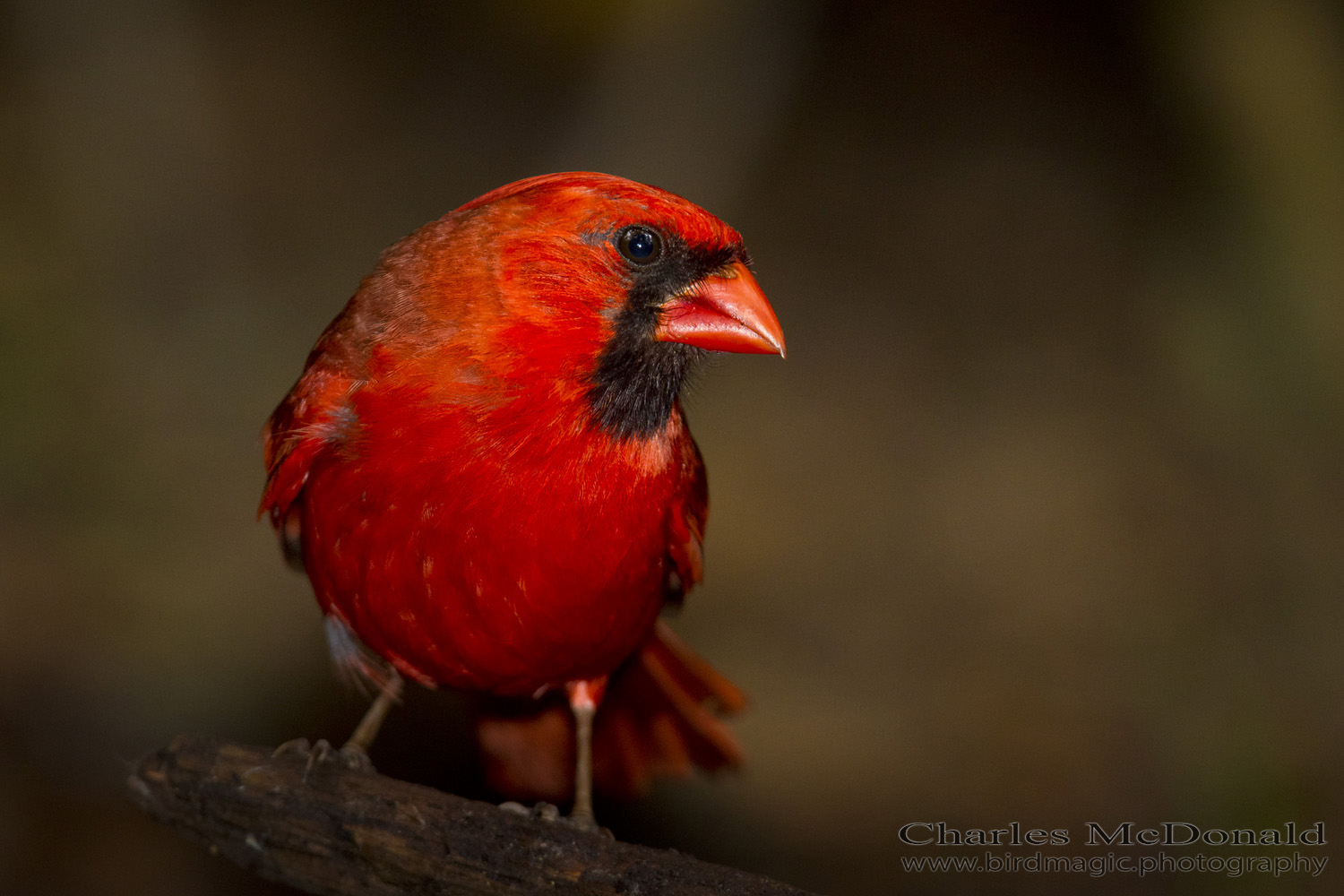 Northern Cardinal