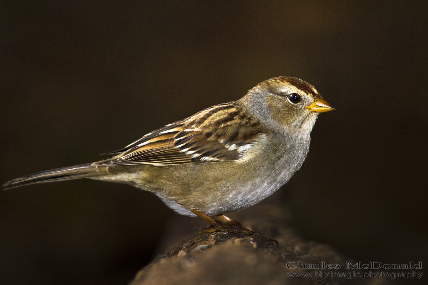 White-crowned Sparrow