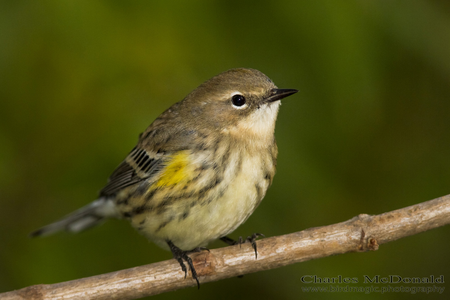 Yellow-rumped Warbler