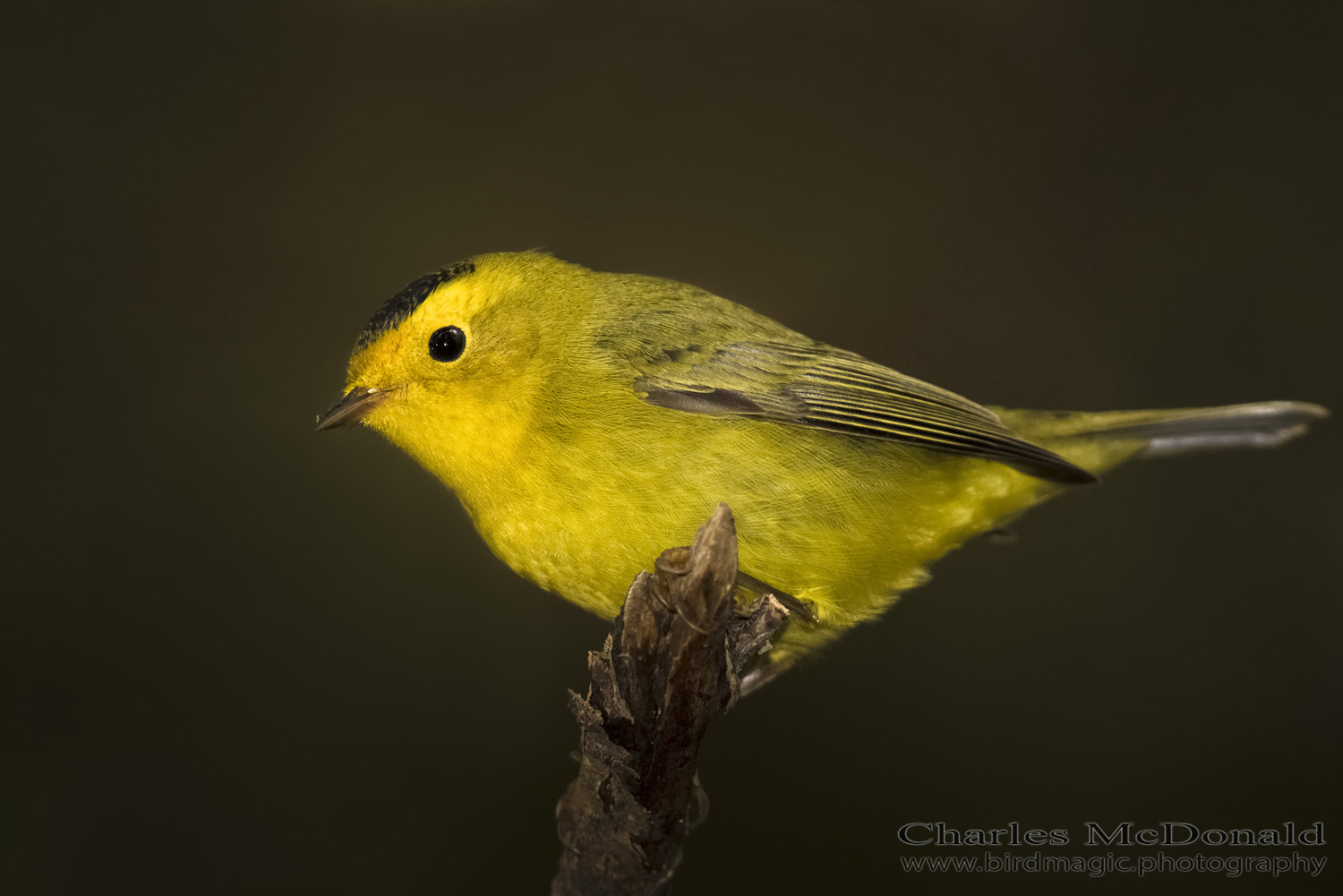 Wilson's Warbler