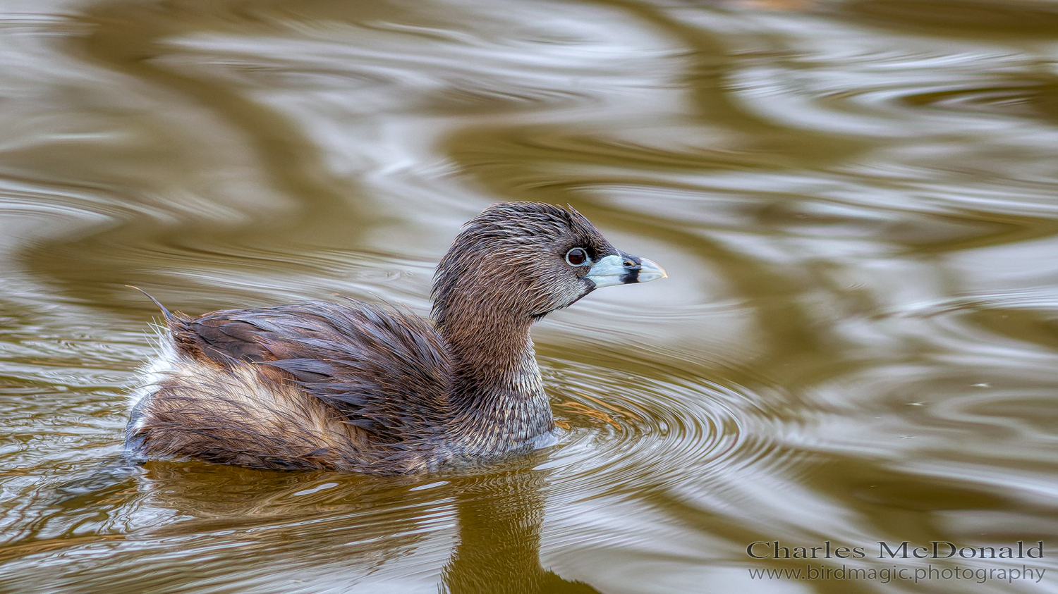 Pied-billed Grebe