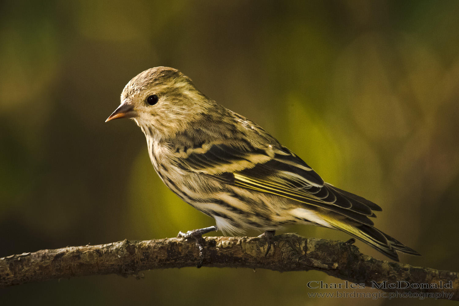 Pine Siskin