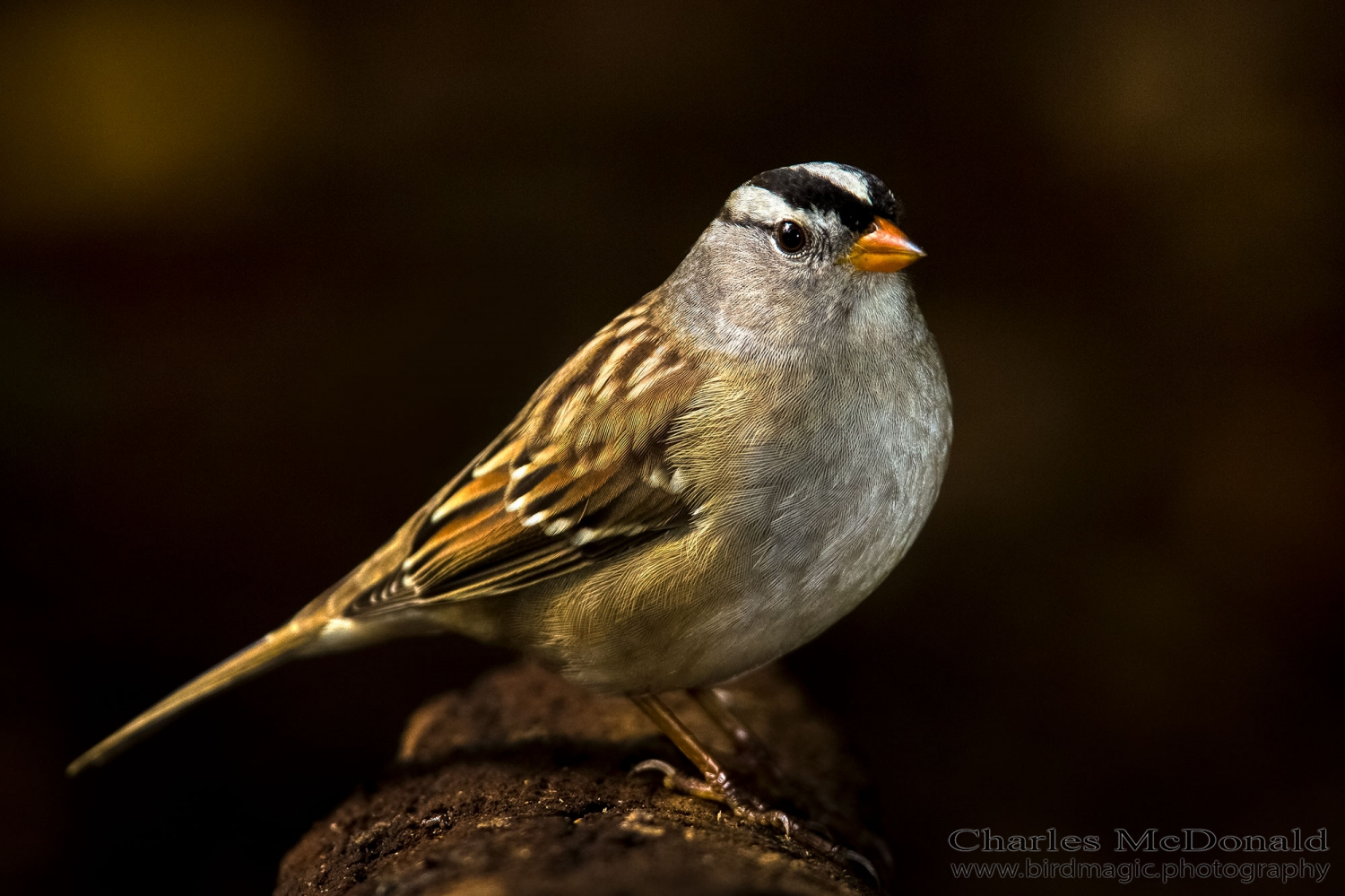 White-crowned Sparrow