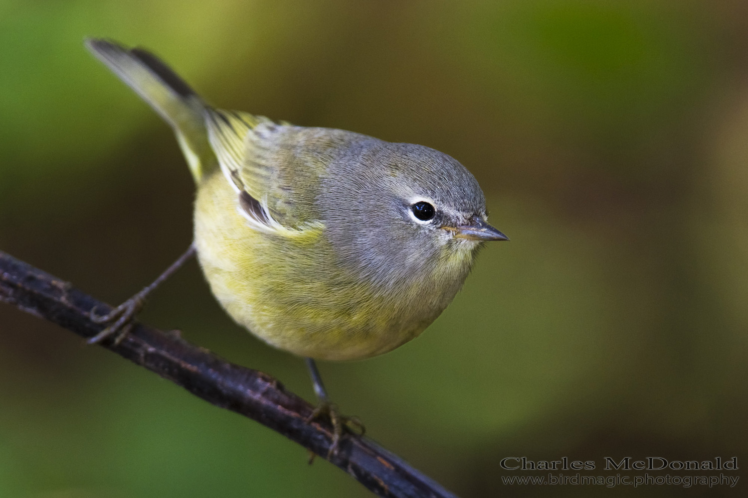 Orange-crowned Warbler