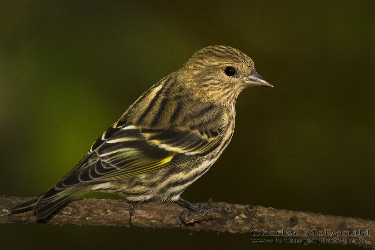 Pine Siskin