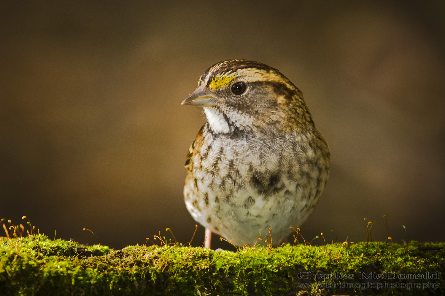 White-throated Sparrow