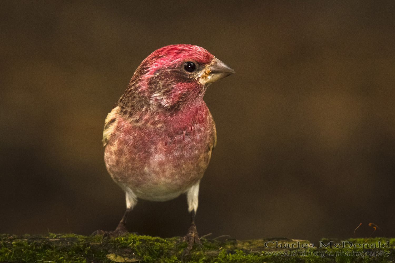 Purple Finch