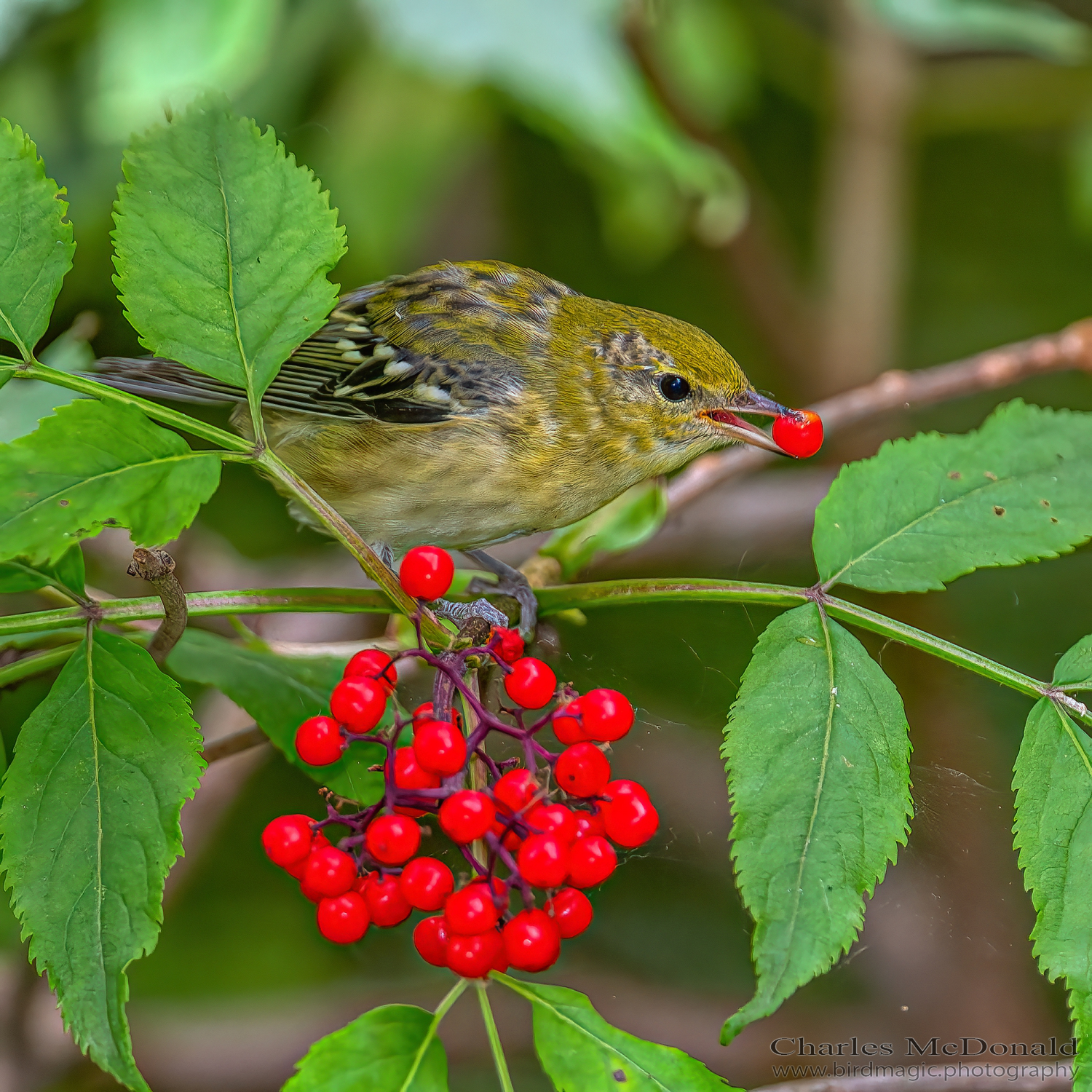 Bay-breasted Warbler