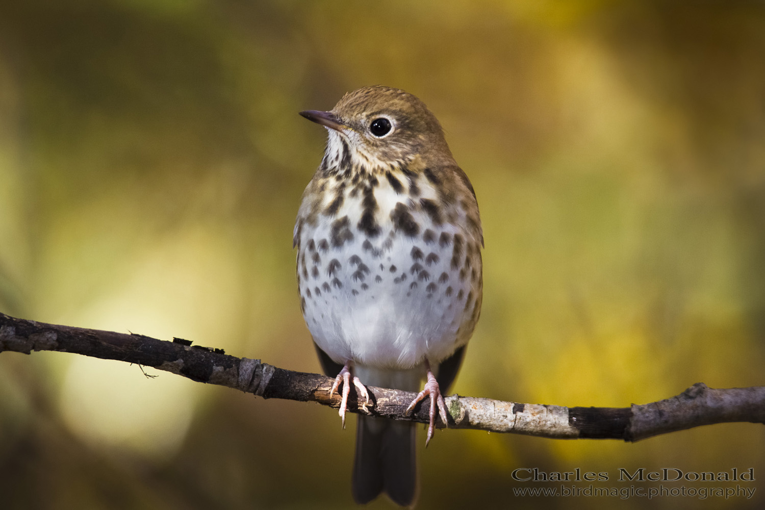 Hermit Thrush