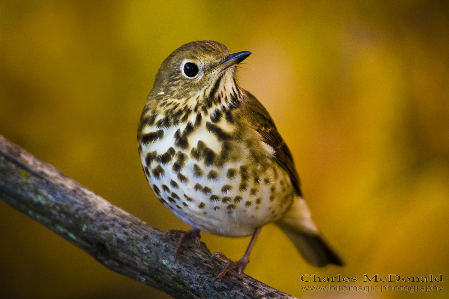 Hermit Thrush