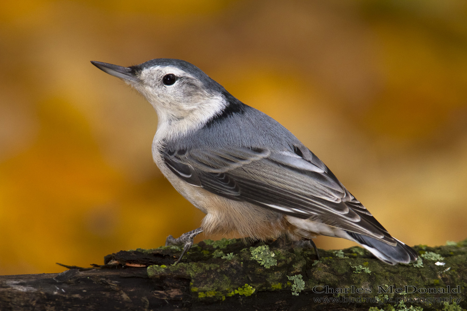 White-breasted Nuthatch