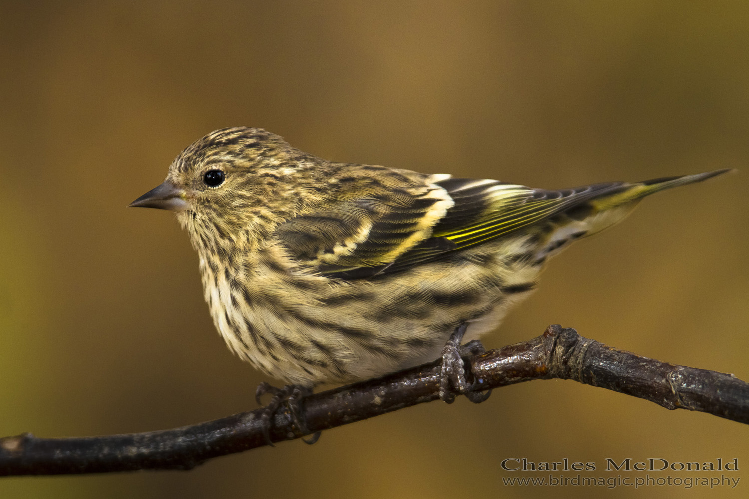 Pine Siskin