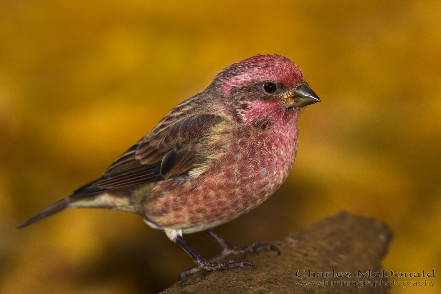 Purple Finch