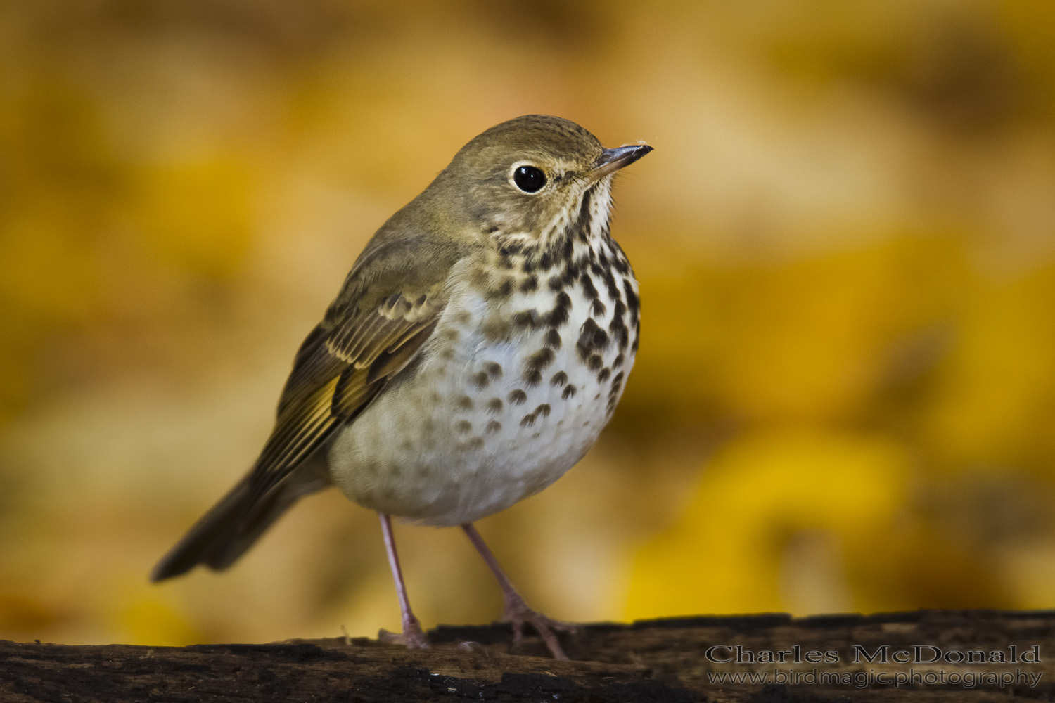 Hermit Thrush