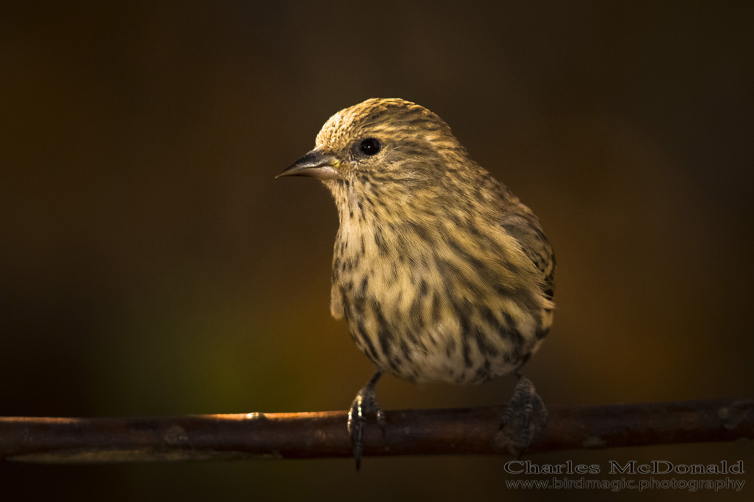 Pine Siskin