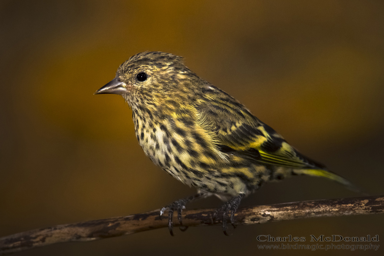 Pine Siskin