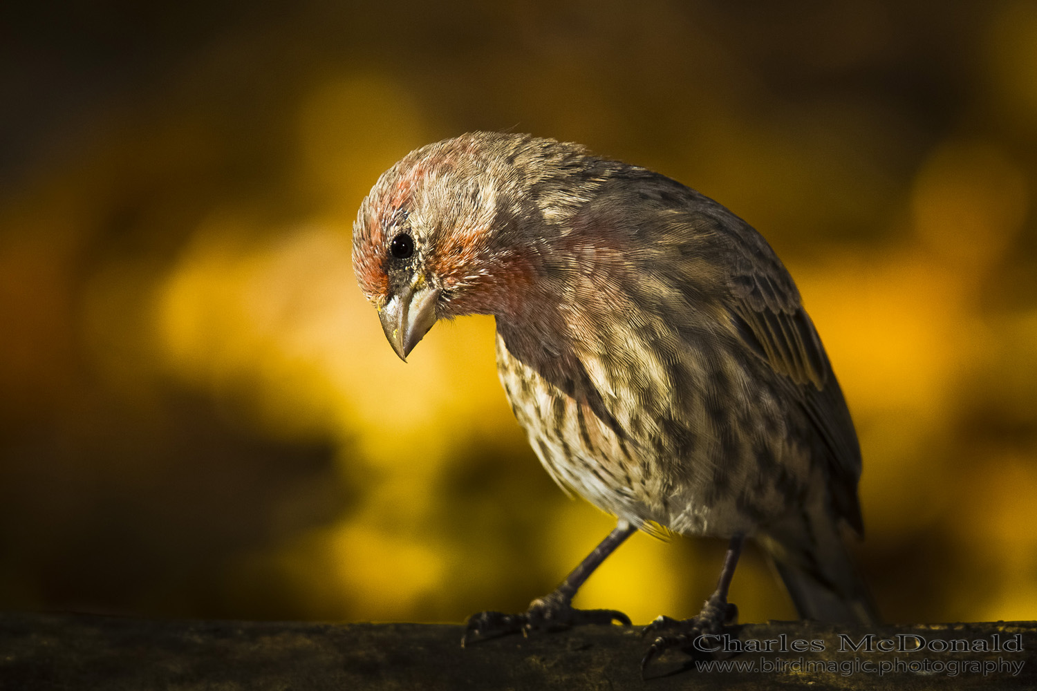 House Finch