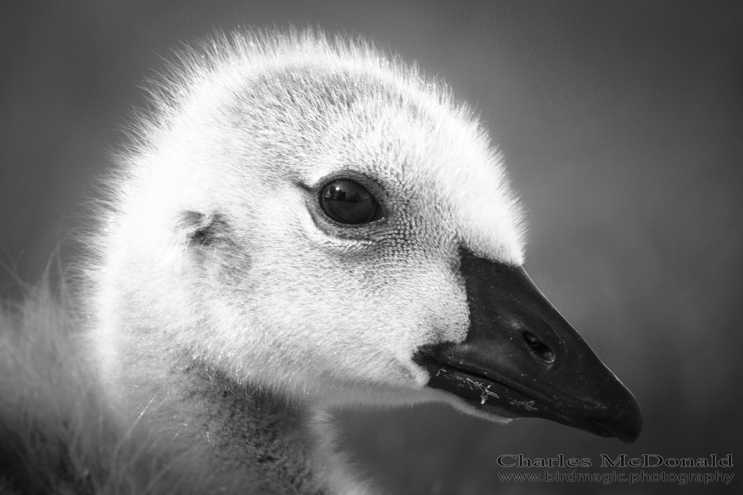 Canada Goose