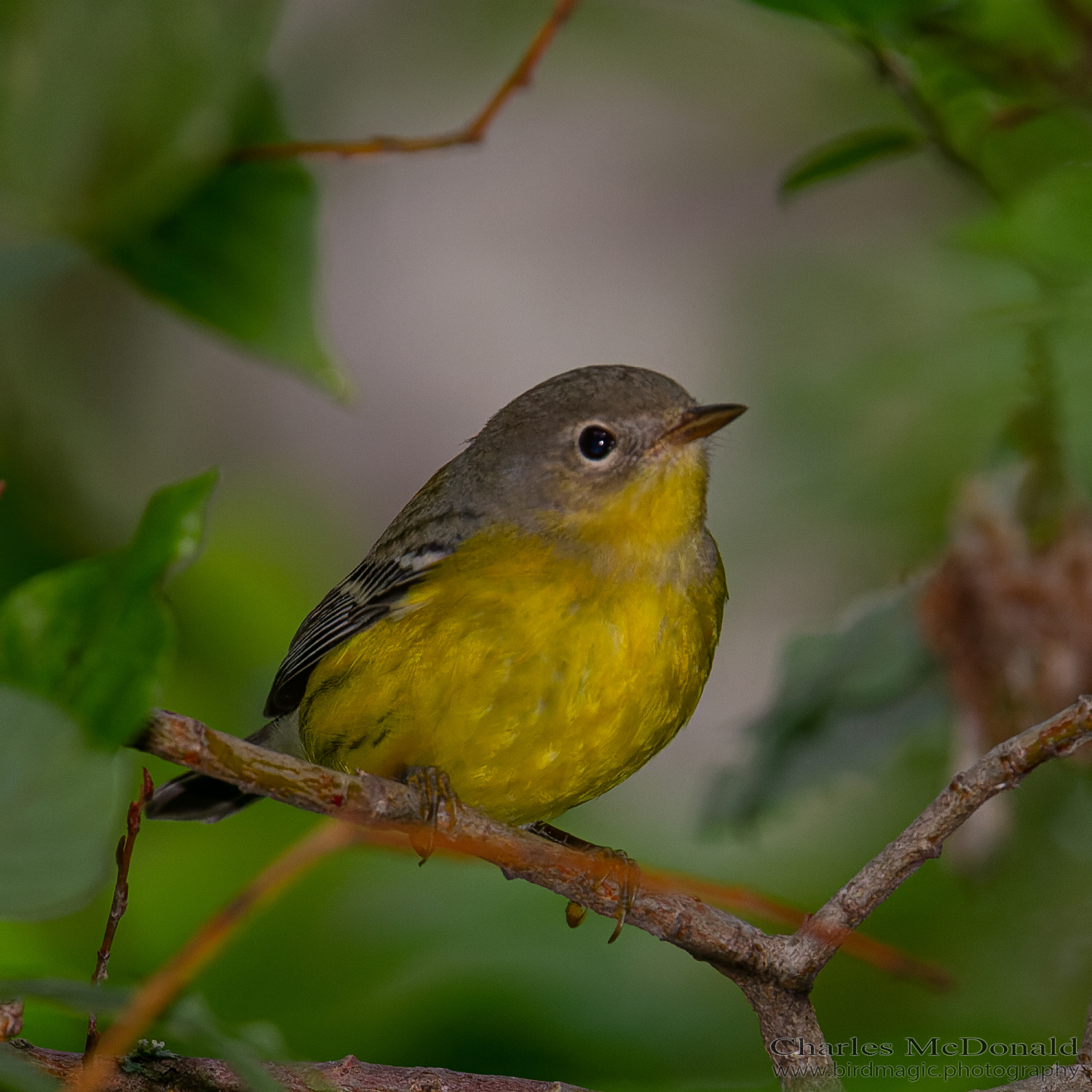 Magnolia Warbler