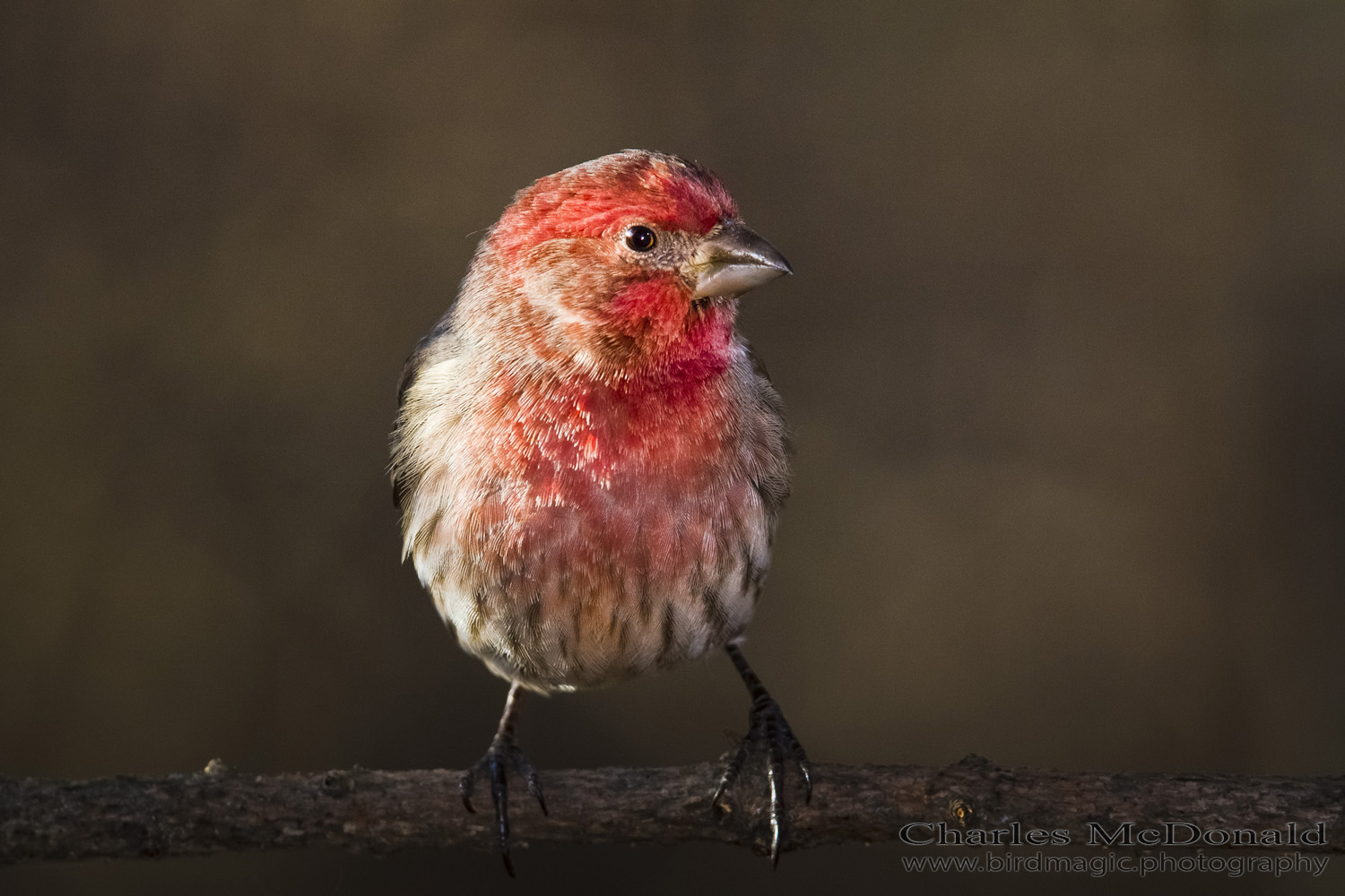 House Finch