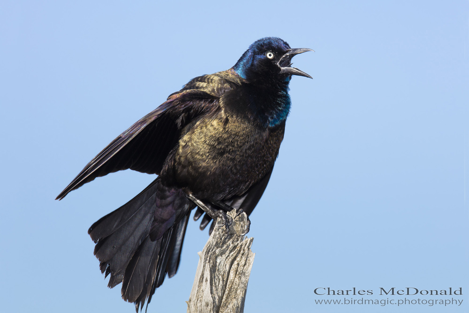 Common Grackle