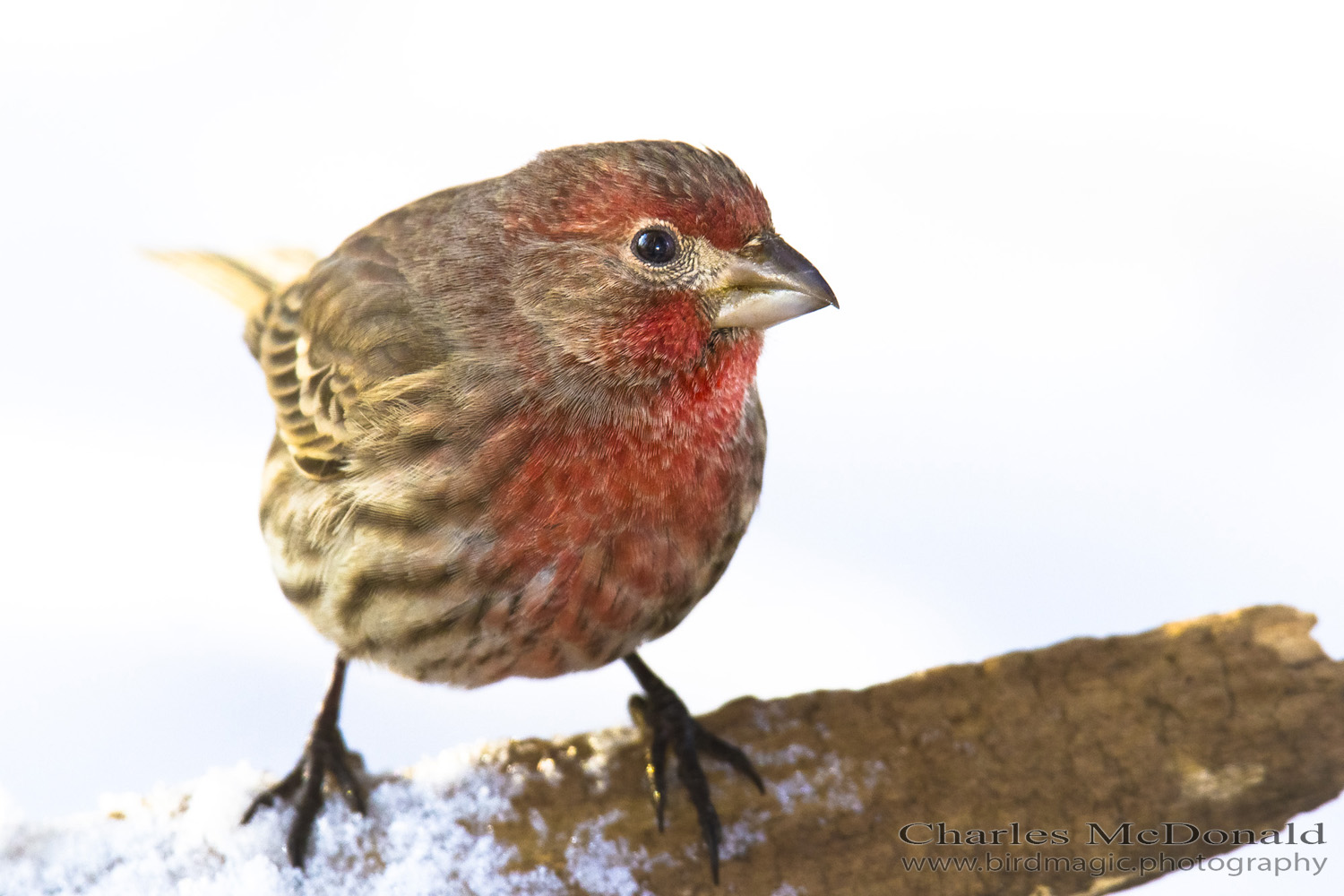 House Finch