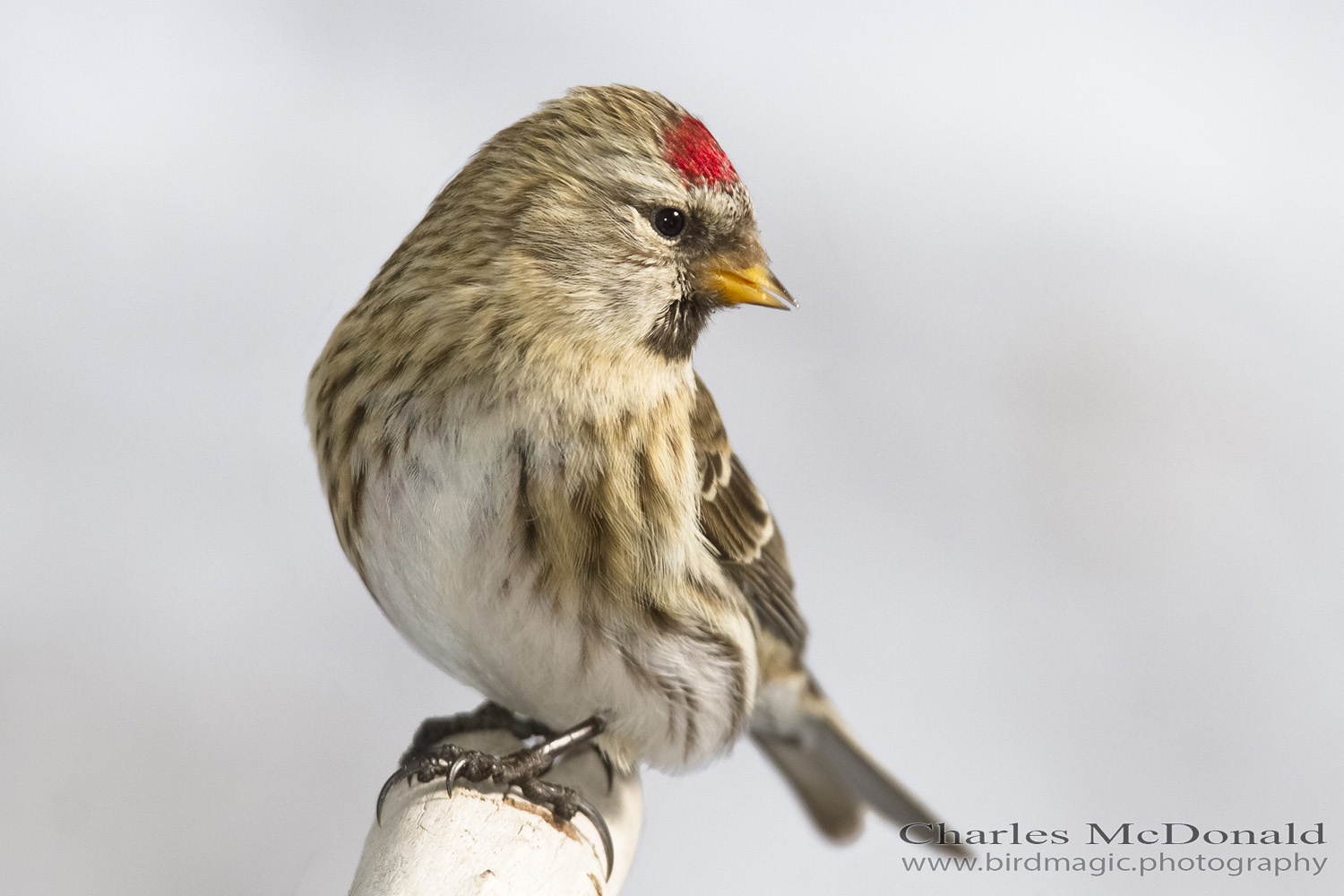 Common Redpoll