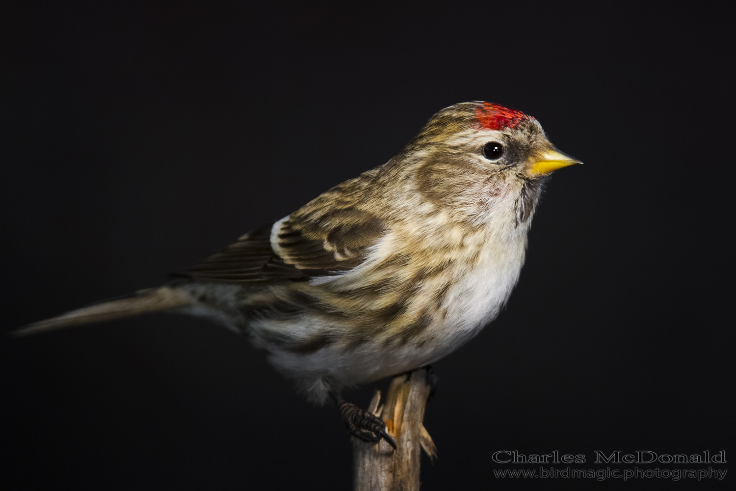 Common Redpoll