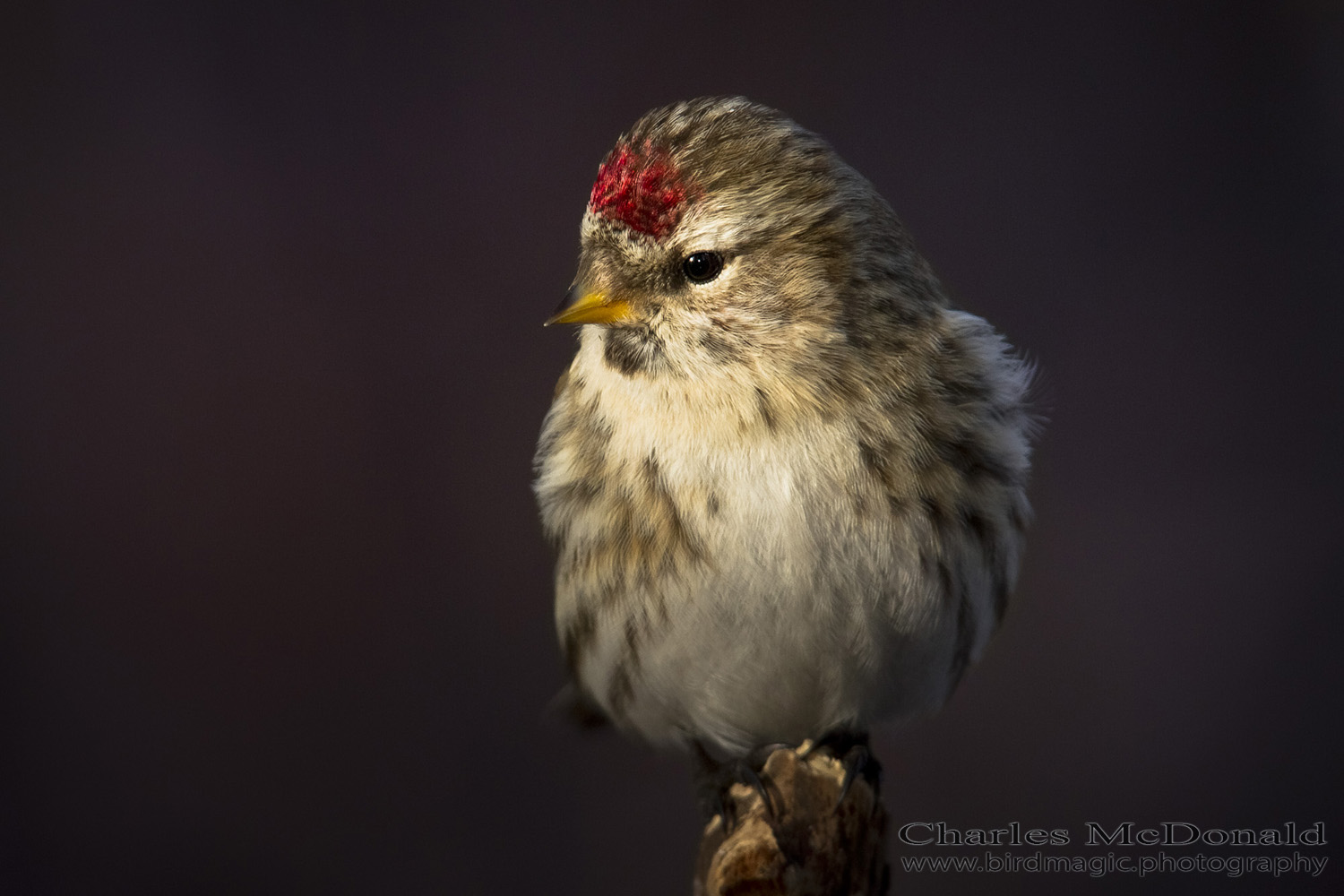 Common Redpoll