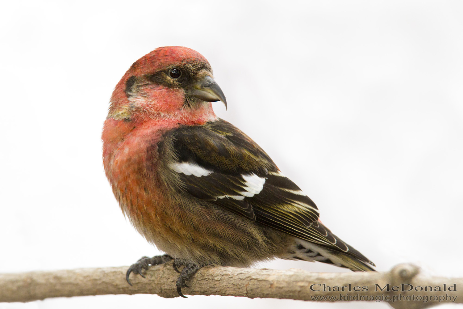 White-winged Crossbill