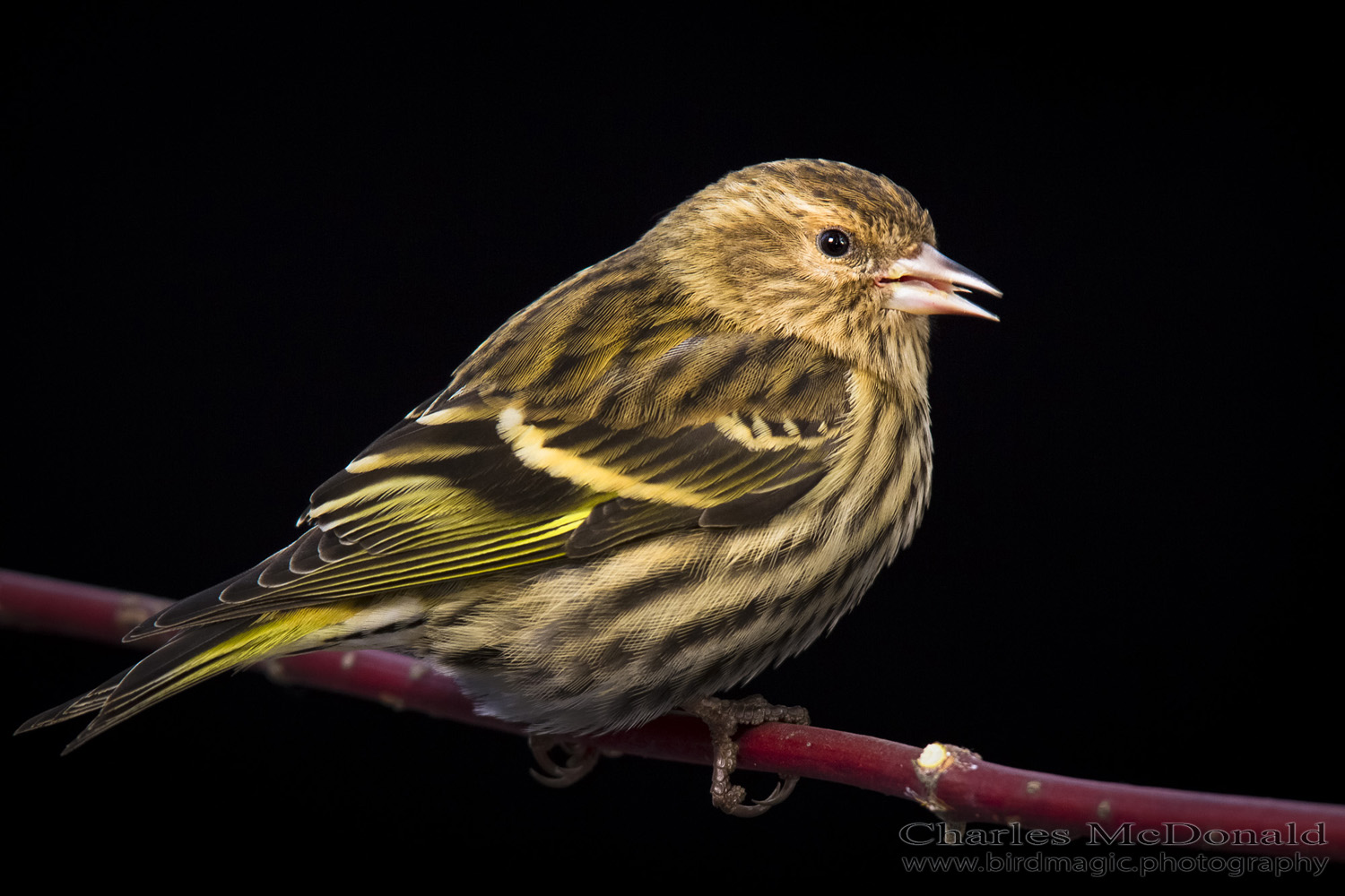 Pine Siskin