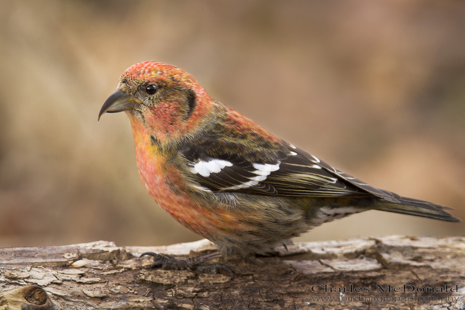 White-winged Crossbill