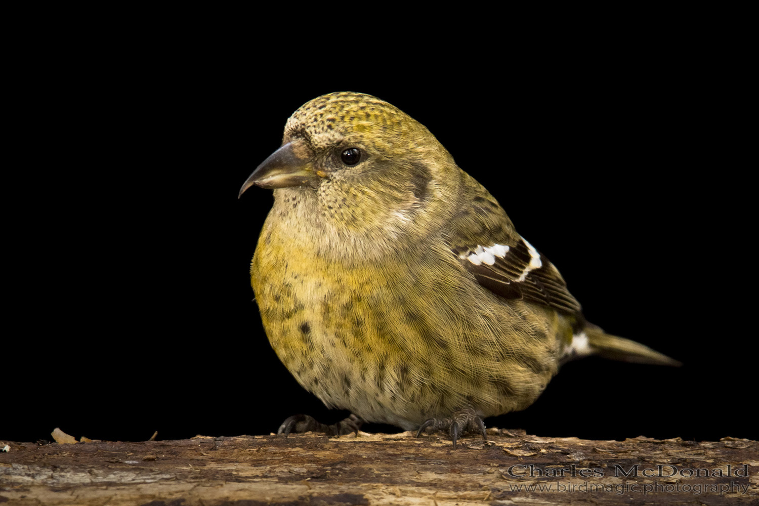 White-winged Crossbill