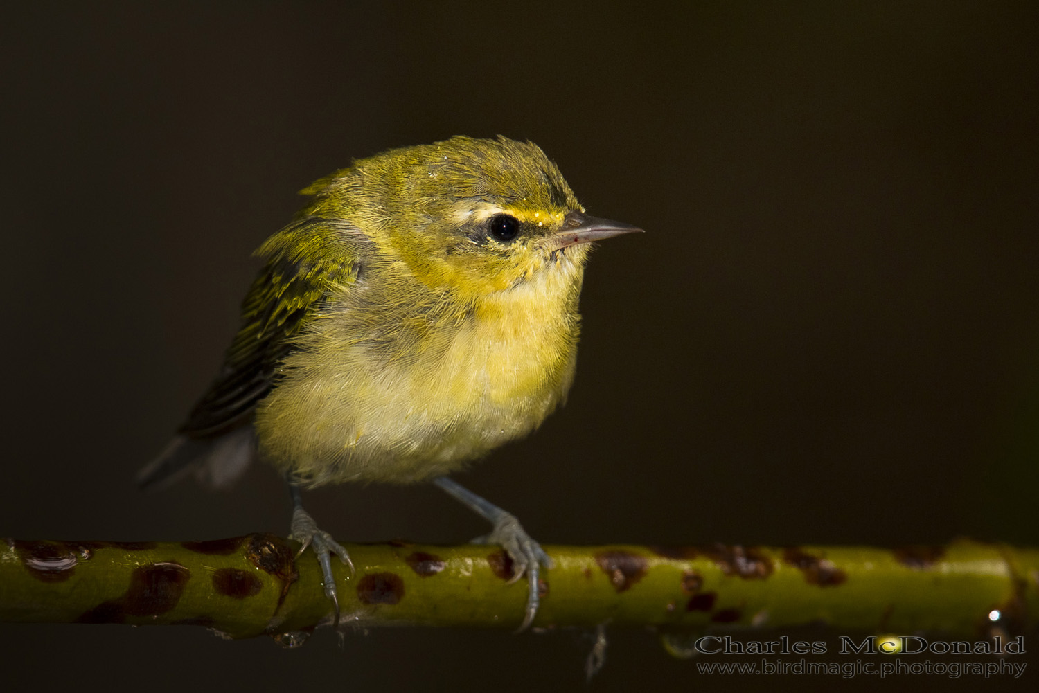 Tennessee Warbler