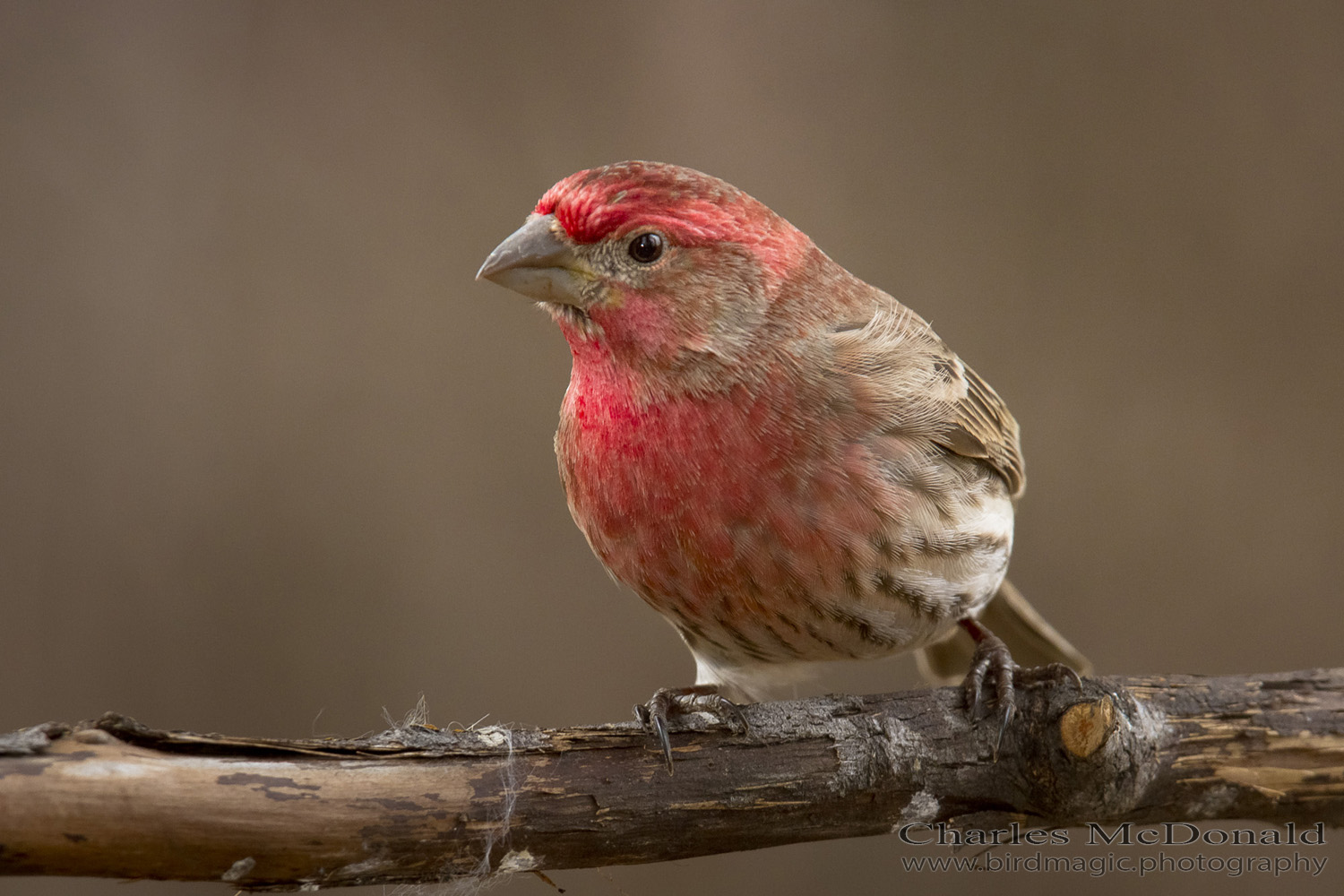 House Finch