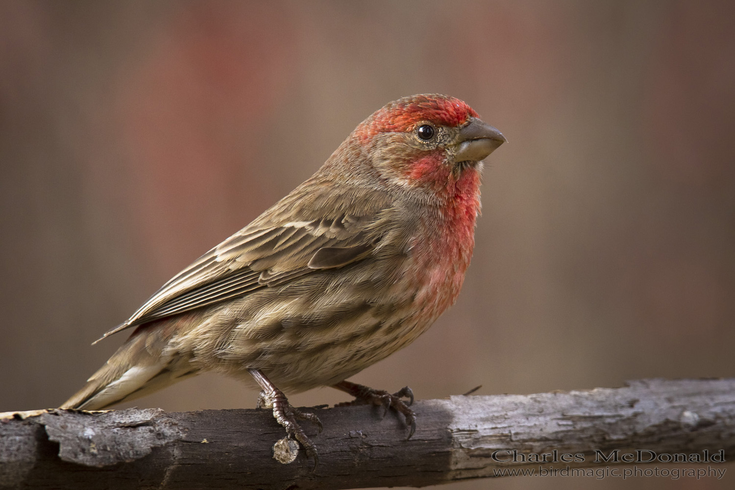 House Finch