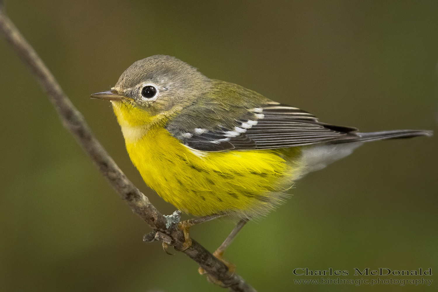 Magnolia Warbler