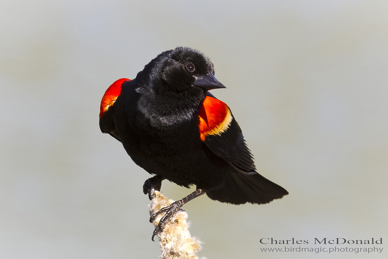 Red-winged Blackbird
