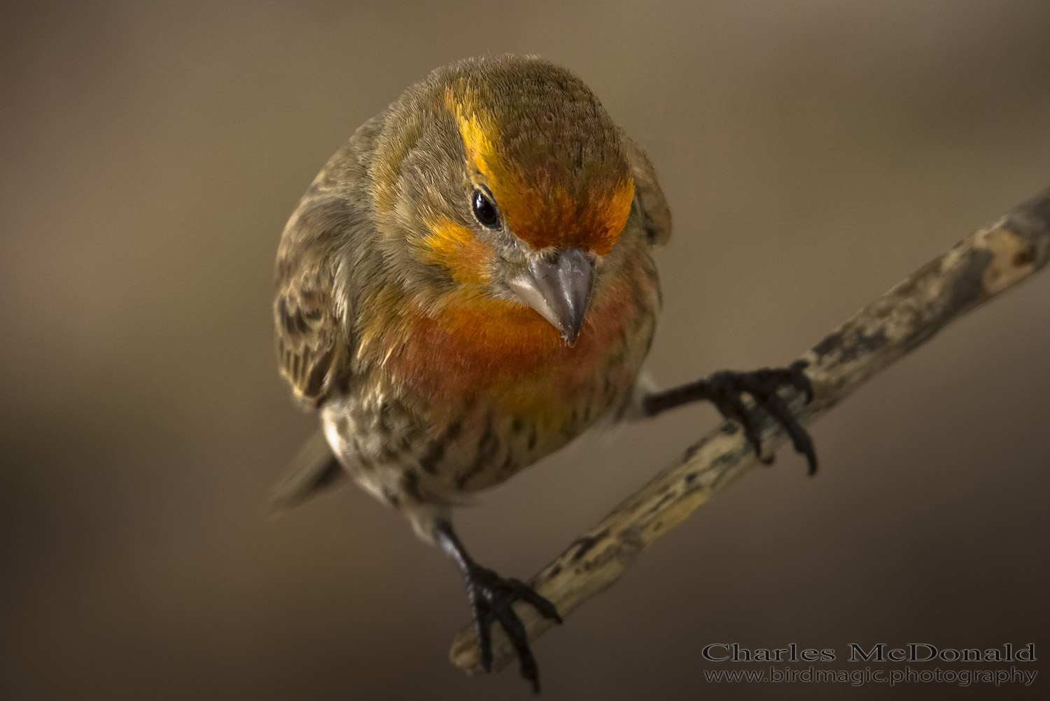 House Finch