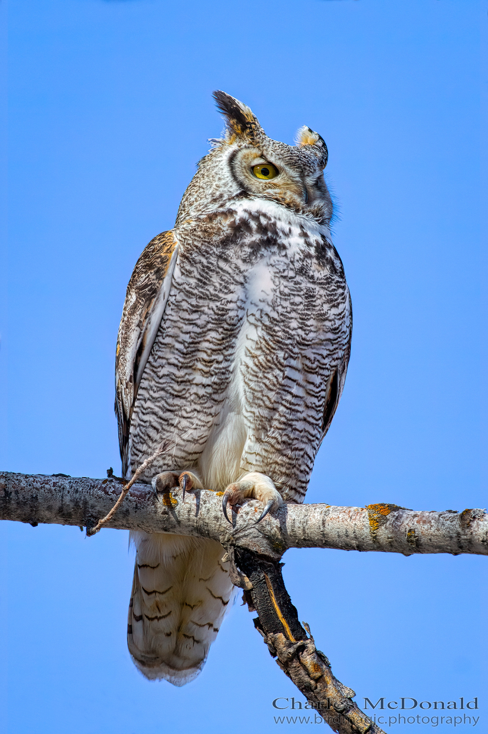 Great Horned Owl