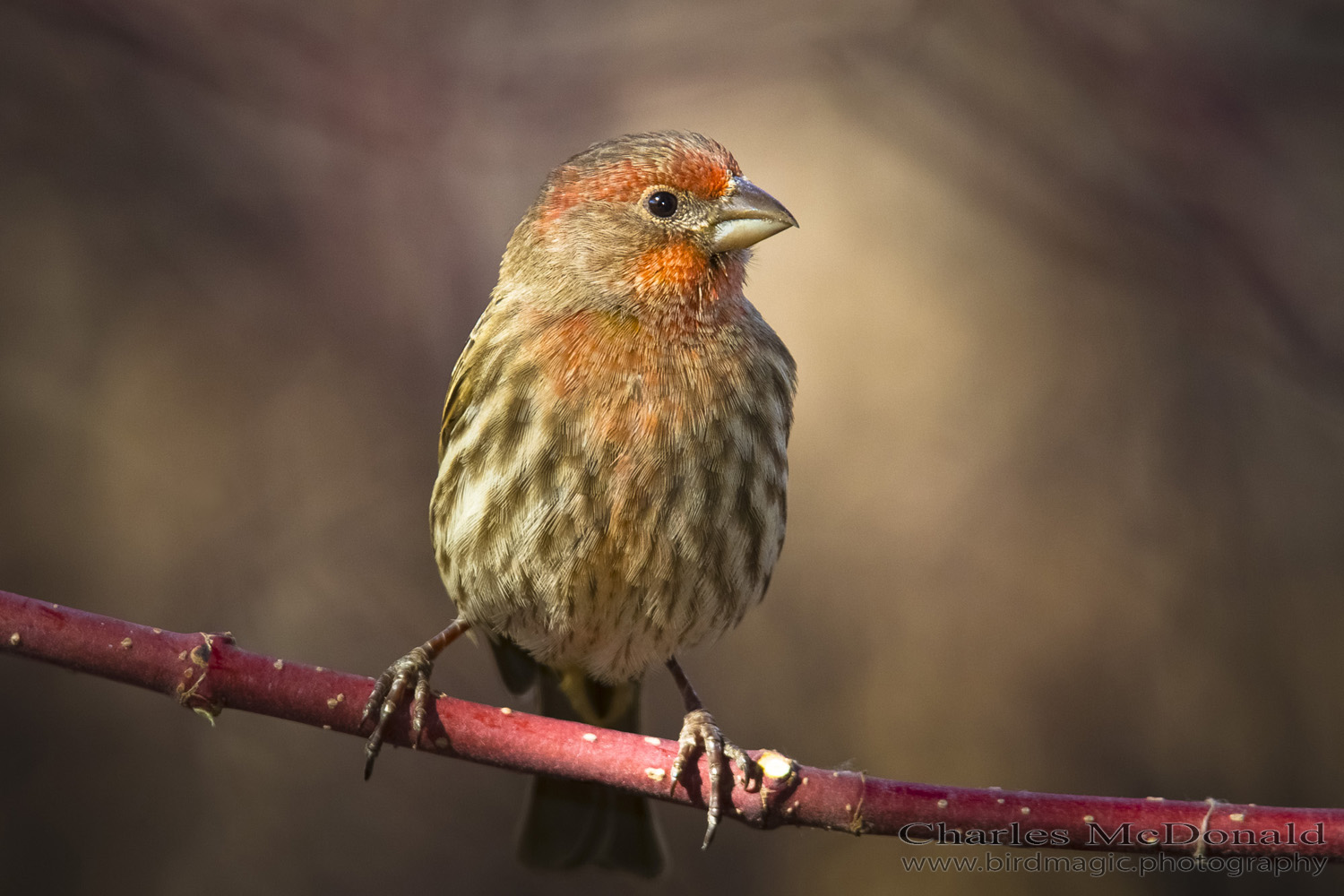 House Finch