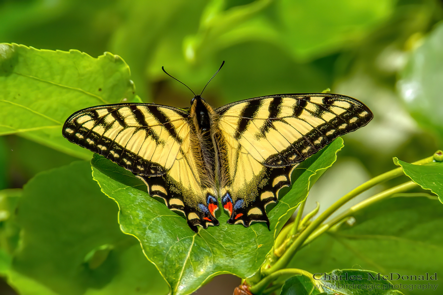 Canadian tiger swallowtail