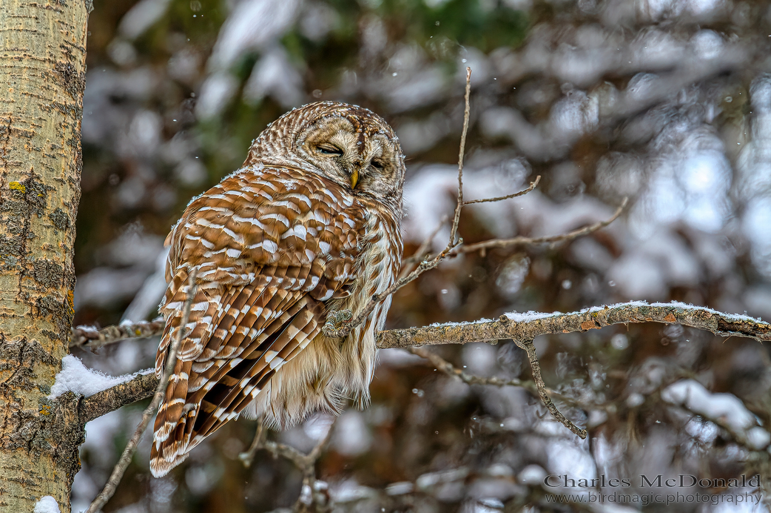 Barred Owl